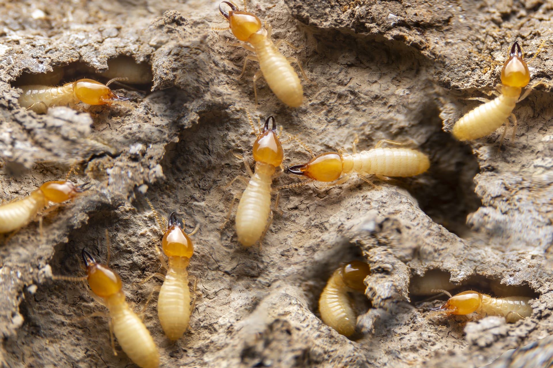 Pathologies des bois extérieurs, les termites