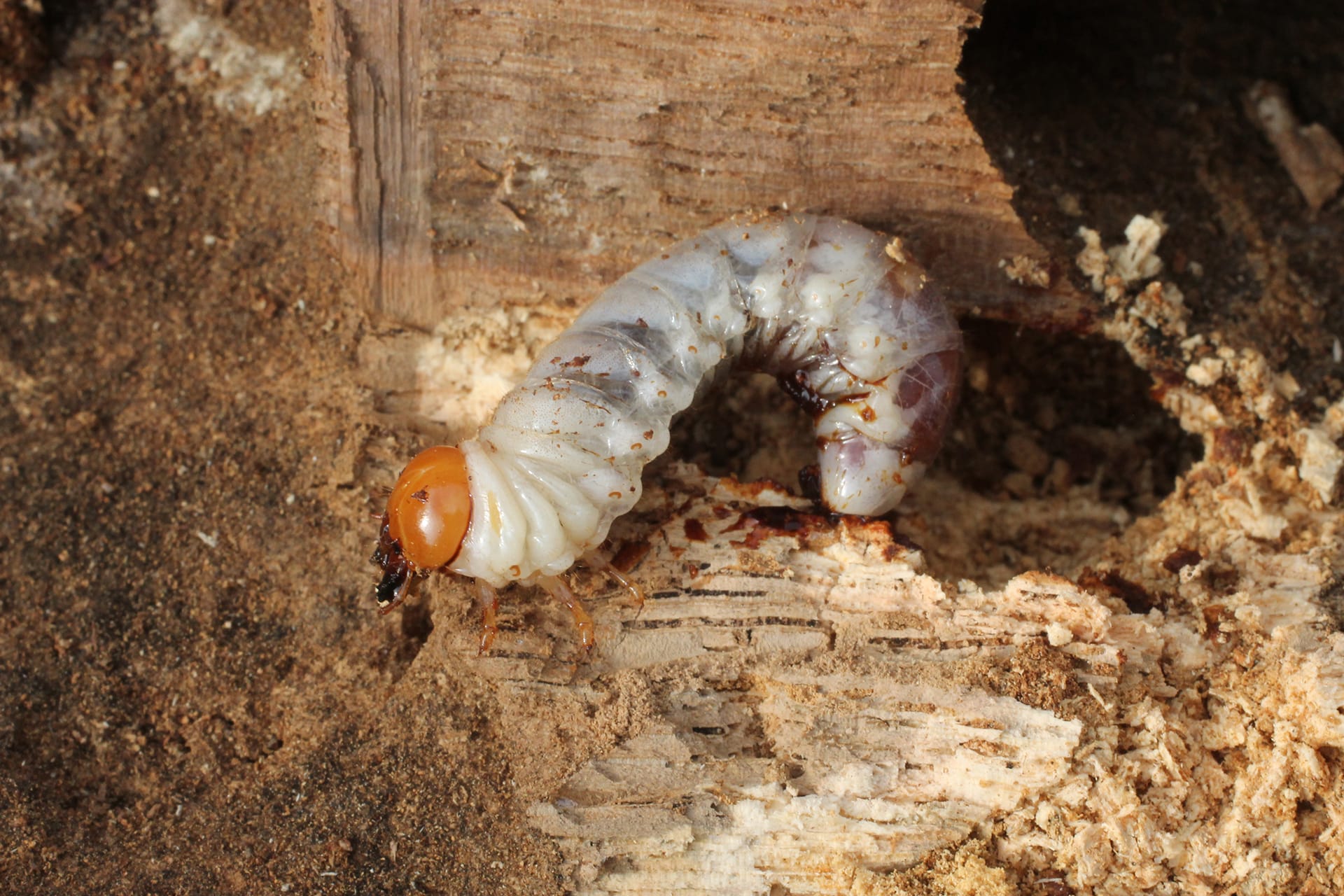 Pathologies des bois extérieurs, les insectes à larves xylophages