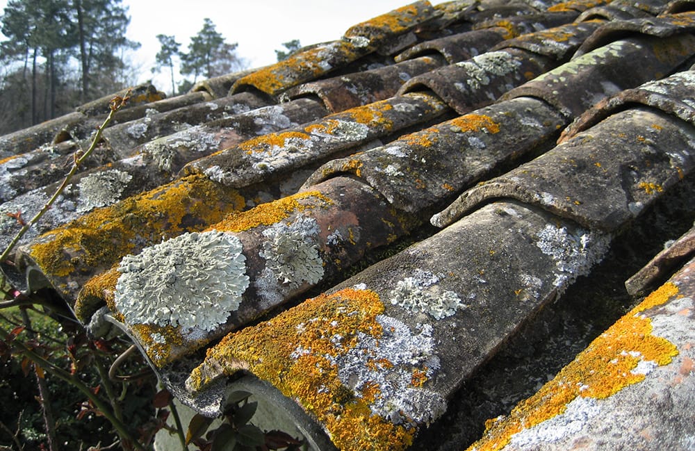 Pathologies des toitures, les lichens